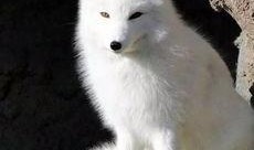 《白狐》在线观看,穿越时空的奇幻爱情传奇